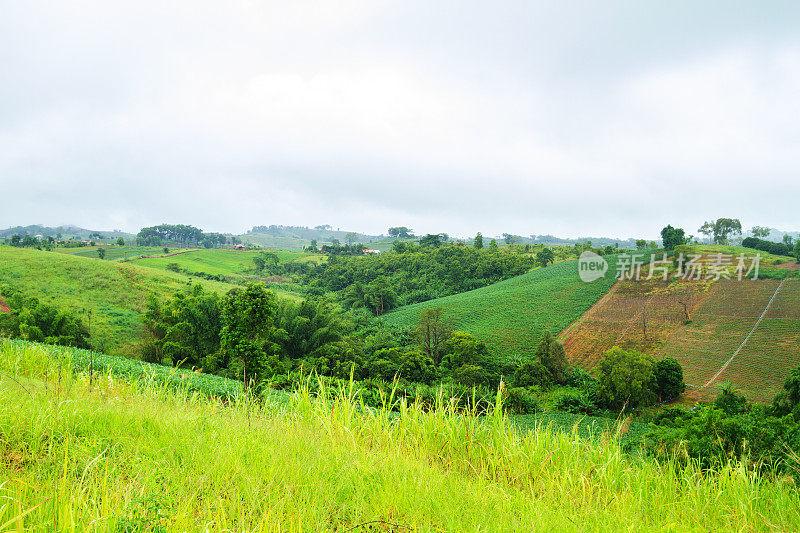 泰国Korat Khao Yai的山丘和绿色植物